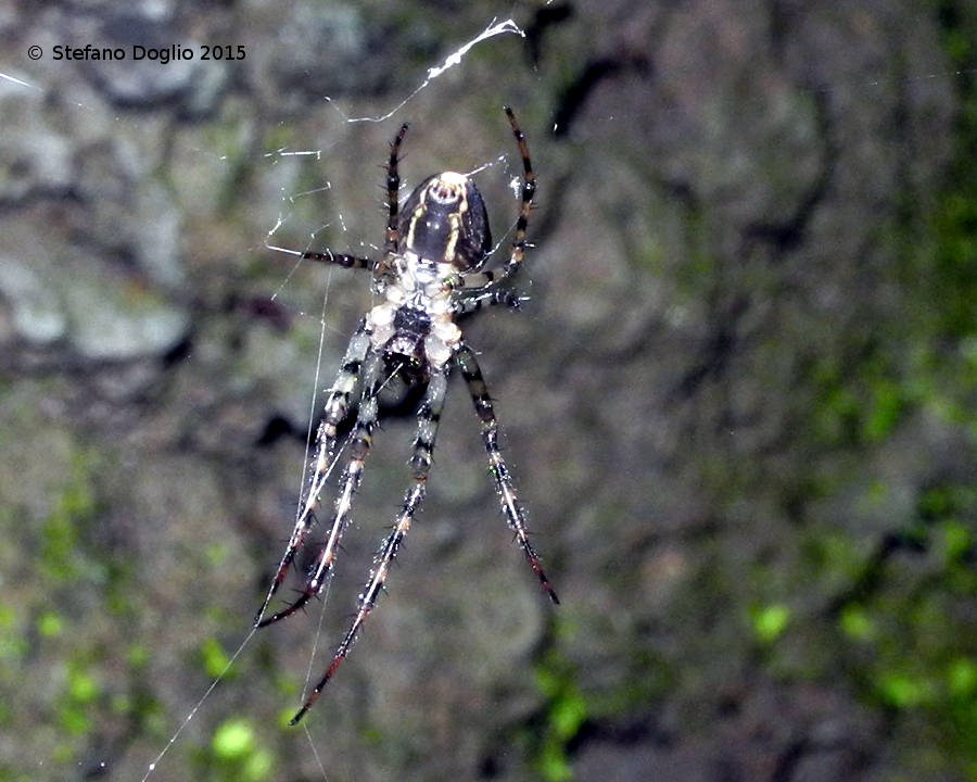 M. merianae e A. ferox - Macchie Gattaceca e Barco (RM)